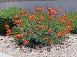 Austin Texas Landscaping Design Installation Irrigation Stonework For Central Texas Native Birds Of Paradise Plant Texas Landscaping Texas Native Plants