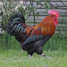 Check out the comb on the black copper marans rooster below. Bh Hatching Eggs Black Copper Marans
