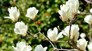 How To Identify 11 Types Of Magnolia Flowers Magnolia Tree Types Magnolia Flower White Flower Farm