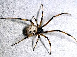Encontrada no brasil e na américa do sul, no geral, essa é uma espécie de aranha marrom que se adaptou facilmente à cidade, por isso é vista dentro de residências, dentro de móveis e inclusive. As 7 Aranhas Mais Venenosas E Perigosas Do Mundo Segredos Do Mundo