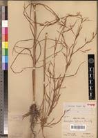 Image result for Anadelphia