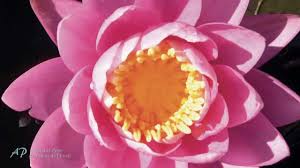 Coeur de lotus est une guerrière gentille mais pas toujours très réfléchie et qui ne mesure pas toujours les conséquences qu'auront ses actes. Michel Pepe Au Coeur De L Eveil Youtube