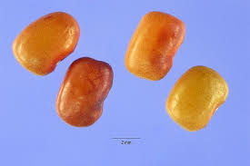 Image result for Sesbania macowaniana