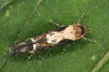 Image result for Mompha divisella