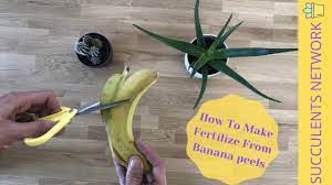Can you use banana peels in the garden? Easy To Make Banana Peel Fertilizer Youtube
