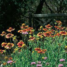 Although the plants may overwinter in southern regions, they're grown as annuals in the north. Plant Details Plants Rabbit Resistant Plants Drought Tolerant Plants