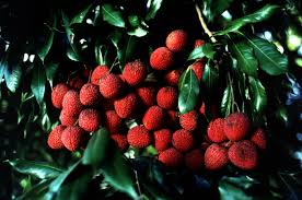 Frutto con la buccia spinosa. Litchi Chinensis Wikipedia