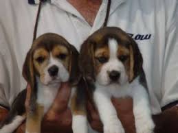Beagles with an asterisk * have been recently added to the available beagles page. Beagle Puppies For Sale