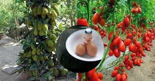 Baja organik ada pelbagai jenis dan pilihan. Patutlah Di Siam Buah Buahan Selalu Je Ada Tak Kira Musim Inilah Rahsia Orang Thailand Buat Pokok Galak Berbuah