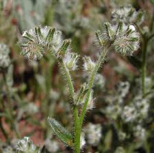 Image result for Boraginaceae