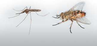 Image result for Terminalia trichopoda