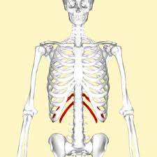 Corsets And Bones Lucy S Corsetry