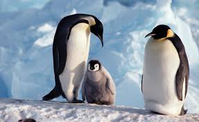 The sense of taste in penguins has not been extensively studied. 29 Penguin Facts You May Not Know Discover The World Blog