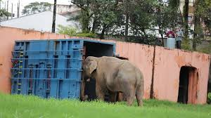 Polícia intervém após protestos contra saída de elefante de zoológico em SP