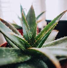 If the plant is indoors, place it in a western or eastern facing window sill. Why Is My Aloe Plant Turning Red Smart Garden Guide