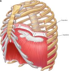 Anatomy of human spine, spinal cord, rib cage, pelvic bone, pelvic, backbone, hip, leg and arm bone, internal organs body part. The Anatomy Of The Ribs And The Sternum And Their Relationship To Chest Wall Structure And Function Sciencedirect