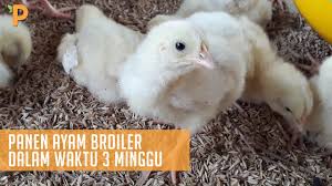 Sukses Panen Ayam Broiler Dalam Waktu 3 Minggu Dengan Cara Ini Youtube