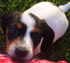Pup 6 Extreme Piebald Dachshund Female Puppy Black Tan Parti Color Tri Color Doxie Puppies Akc Miniature Dachie Dashie Dashunds Piebald Dachshund Doxie Puppies Dachshund