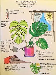 Monstera Deliciosa Care 1000 Modern 1001 In 2020 Plants Growing Plants Indoors Plant Care Houseplant