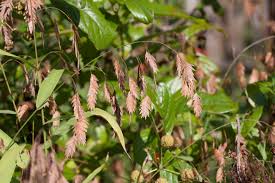 Image result for Chasmanthium latifolium