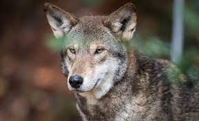 Red Wolves Name For Washingtons Nfl Team Could Help Save The Species Scientist Says