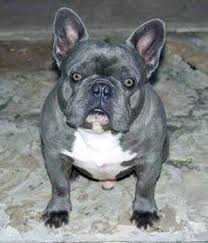 Grey french bulldog home decor ornament gloss finish with heart collar. No Blue French Bulldogs Australia Home Facebook