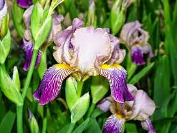 It should also be a location where you can maintain a. Yard And Garden Secrets Bearded Irises Transplanting Tips