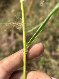 Image result for Eragrostis aspera