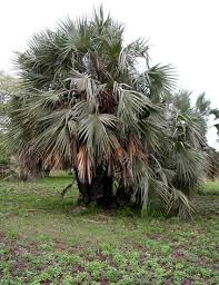 Image result for Hyphaene coriacea