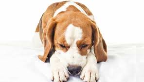 rvota zhelchyu u sobak prichiny i lechenie obzor video