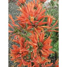 Image result for Dicliptera