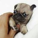 Pug Puppies For Sale - AKC PuppyFinder