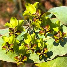 Image result for Gomphocarpus glaucophyllus