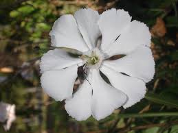 Image result for Silene bellidioides
