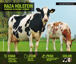 Raza Holstein Ganaderia Hembras Originario