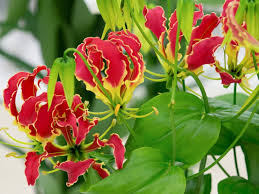 Image result for Gloriosa superba