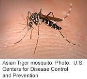 Black and white mosquito illustration, yellow fever mosquito insect dengue, mosquito, biology, insects png. Asian Tiger Mosquito Could Spread U S Disease Webmd