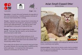 Their diet in the wild is crustaceans, mollusks, and small fish. Asian Small Clawed Otter Gainesville Tx Official Website