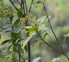 Image result for Rutaceae
