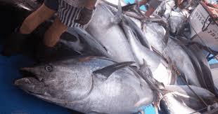 Find & download free graphic resources for tuna fish. Major Spanish Tuna Farmer Once Again Implicated In Illegal Trade The Fish Site