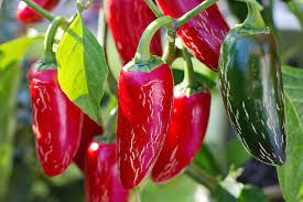 Cut the bell peppers into 6 strips each, then cut the strips in half. Growing Jalapeno Peppers How To Plant Grow And Harvest Jalapenos The Old Farmer S Almanac