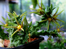 Image result for Orbea maculata