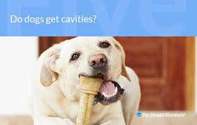 Home oral health centertopic guide a broken jaw is a fracture or break of the jaw bone (mandible). Dr Ernie S Top 10 Dog Dental Questions And His Answers