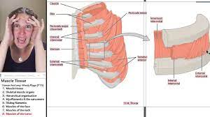For more videos visit seewhayanatomy.com or follow us on twitter this lecture describes four groups of muscles attached to the skeletal structures of the torso. Muscle 8 Muscles Of The Torso Youtube