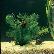 Image result for Egeria densa