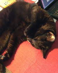 Find photos of cat bed. Welcome To The Black Cat Blog Black Cat Bed And Breakfast
