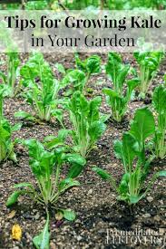 Make sure to move kale grown in containers into a partially shaded area when summer arrives. Tips For Growing Kale In Your Garden