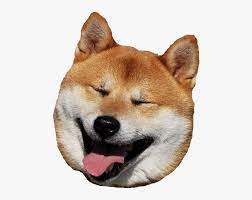 Big Shiba Inu Head Transparent Huge Shiba Inu Laughing Hd Png Download Transparent Png Image Pngitem