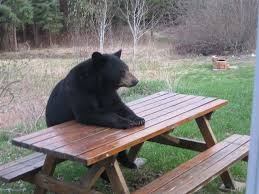 Patient Bear Bear Sitting At Table In 2020 Funny Bears Funny Pictures Funny Animal Pictures