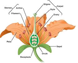 Gallant S Biology Stuff Flower Structure Flower Anatomy Flower Model